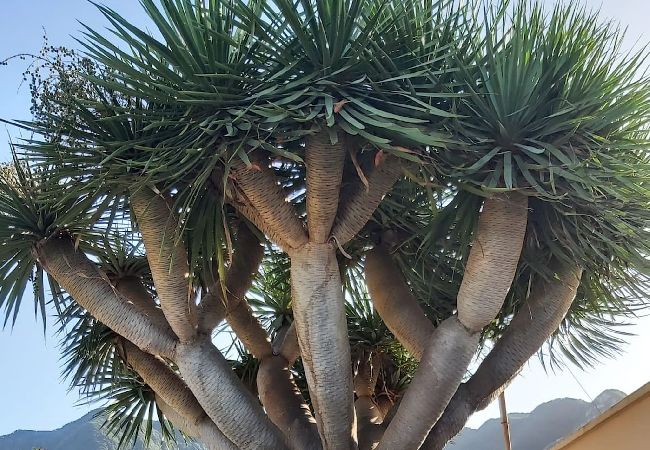 Cottage in Santa Cruz de Tenerife - Casa Noni Cottage in Santa Cruz de Tenerife - Casa Noni