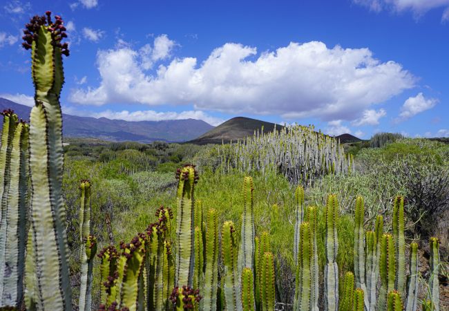 Apartment in Puertito de Güímar - Puertito SeaSide Apartment in Puertito de Güímar - Puertito SeaSide