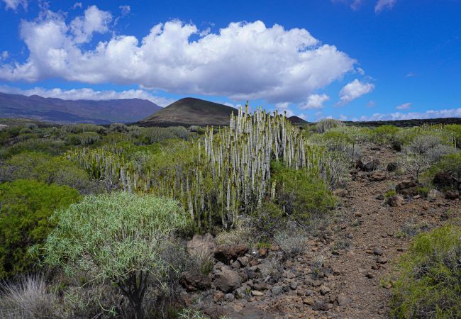 Apartment in Puertito de Güímar - Puertito SeaSide Apartment in Puertito de Güímar - Puertito SeaSide