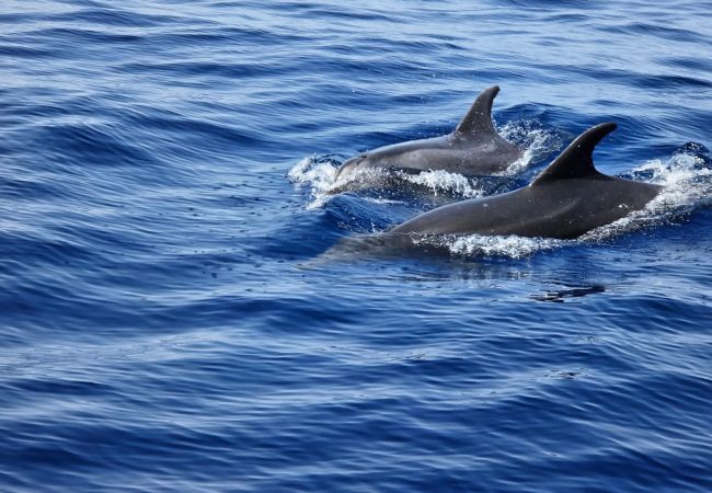 Apartment in Playa de San Juan - Playa San Juan Costa Relax Apartment in Playa de San Juan - Playa San Juan Costa Relax